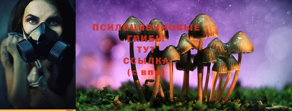 ГАЛЛЮЦИНОГЕННЫЕ ГРИБЫ Новозыбков